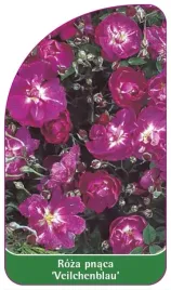 etykiety-szkolkarskie-roza-pnaca-veilchenblau