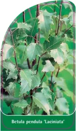 etykiety-z-gumka-brzoza-betula-pendula-laciniata