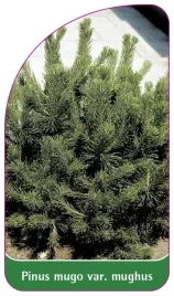 etykiety-z-gumka-sosna-gorska-var-mughus