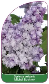 etykiety-lilak-pospolity-michel-buchner