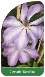 etykiety-szkolkarskie-clematis-serafina