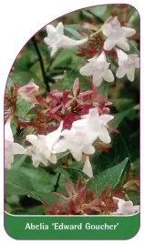 etykiety-z-gumka-abelia-edward-goucher