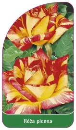 etykiety-szkolkarskie-roza-pienna-nr-10