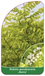 etykiety-z-gumka-robinia-akacjowa-aurea