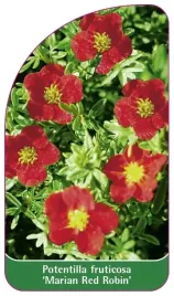 etykiety-pieciornik-krzewiasty-marian-red-robin