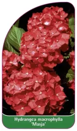 etykiety-z-gumka-hortensja-ogrodowa-masja