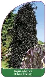 etykiety-z-gumka-fagus-sylvatica-rohan-obelisk