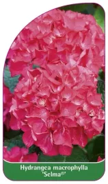etykiety-z-gumka-hortensja-ogrodowa-selma