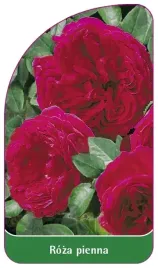 etykiety-szkolkarskie-roza-pienna-nr-58