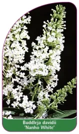 etykiety-z-gumka-budleja-dawida-nanho-white
