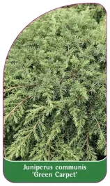 etykiety-z-gumka-jalowiec-pospolity-green-carpet