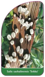 etykiety-z-gumka-wierzba-sachalinska-sekka