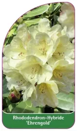 etykiety-rododendron-hybride-ehrengold