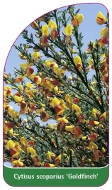 etykiety-z-gumka-zarnowiec-miotlasty-goldfinch