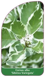 etykiety-z-gumka-deren-bialy-sibirica-variegata