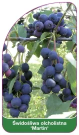 etykiety-z-gumka-swidosliwa-olcholistna-martin