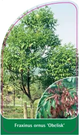 etykiety-z-gumka-jesion-fraxinus-ornus-obelisk