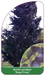 etykiety-z-gumka-brzoza-zwisajaca-royal-frost