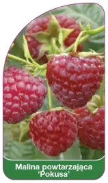 etykiety-szkolkarskie-z-gumka-malina-powtarzajaca