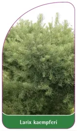 etykiety-szkolkarskie-z-gumka-modrzew-japonski