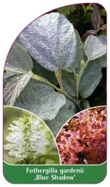 etykiety-z-gumka-fothergilla-gardenii-blue-shadow