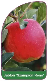 etykiety-szkolkarskie-z-gumka-jablon-szampion-ren