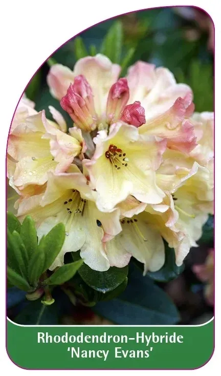 etykiety-rhododendron-hybride-nancy-evans-stan-nowy