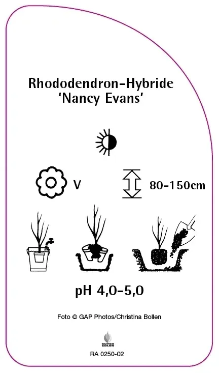 etykiety-rhododendron-hybride-nancy-evans