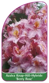 azalia-wielkokwiatowa-knap-hill-gybride-berry-rose