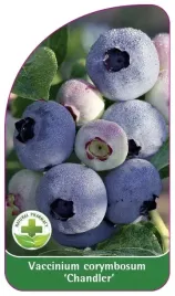 etykiety-z-gumka-borowka-amerykanska-chandler