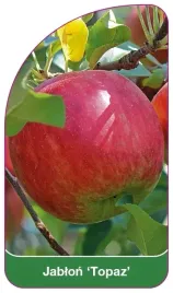 etykiety-szkolkarskie-z-gumka-jablon-topaz