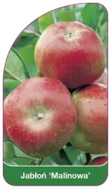 etykiety-szkolkarskie-z-gumka-jablon-malinowa