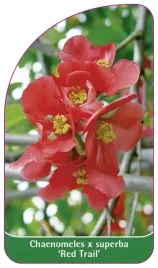 etykiety-z-gumka-pigwowiec-posredni-red-trail