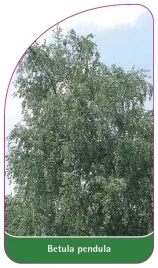 etykiety-szkolkarskie-z-gumka-brzoza-brodawkowata