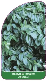 etykiety-z-gumka-trzmielina-fortune-a-coloratus