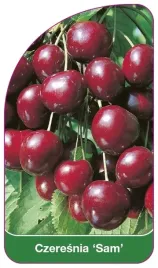 etykiety-szkolkarskie-czeresnia-sam