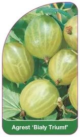 etykiety-do-roslin-z-gumka-agrest-bialy-triumf