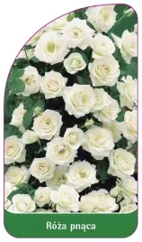 etykiety-szkolkarskie-roza-pnaca-nr-310