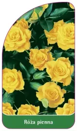 etykiety-szkolkarskie-roza-pienna-nr-76