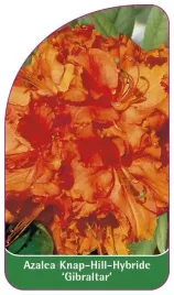 etykiety-azalia-rozanecznik-knap-hill-gibraltar