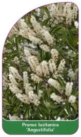 etykiety-laurowisnia-iberyjska-angustifolia