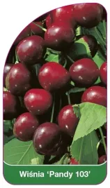 etykiety-szkolkarskie-z-gumka-wisnia-pandy-103