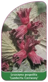 etykiety-leszczyna-pospolita-lamberta-czerwony