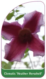 etykiety-szkolkarskie-clematis-heather-herschell