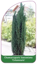 etykiety-chamaecyparis-lawsoniana-columnaris