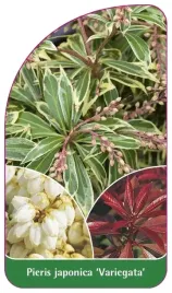 etykiety-z-gumka-pieris-japonski-variegata