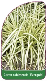 etykiety-z-gumka-turzyca-oszimska-evergold