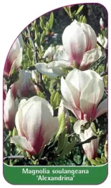 etykiety-magnolia-soulangeana-alexandrina