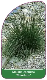 etykiety-z-gumka-trzeslica-modra-moorhexe