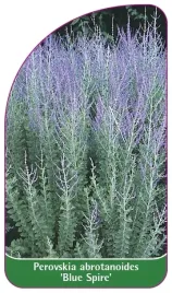 etykiety-z-gumka-perowskia-lobodolistna-blue-spire